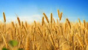 Read more about the article Aplikácia HUMAC® Agro pri pestovaní pšenice